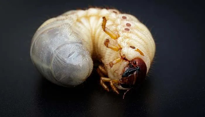 如何用自然方法消灭蛆虫 怎么用自然方法消灭蛆虫