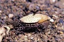 涨潮蟹是什么？