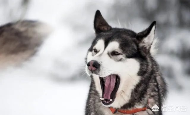 现存的狗狗有450多种，常见的有哪些呢？