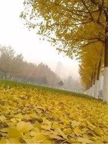 河北师大汇华学院怎么样？