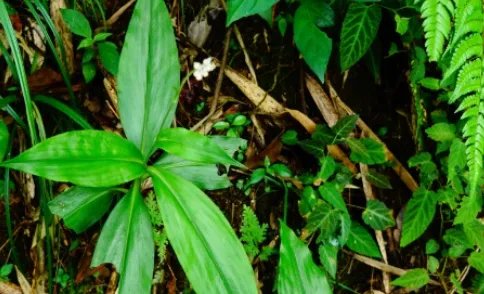 杜若长什么样子？都有哪些形态特征呢？