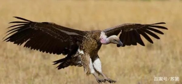 秃鹫肉可以吃吗?