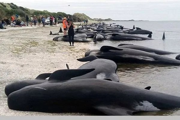 搁浅后的鲸鱼尸体为什么会爆炸？