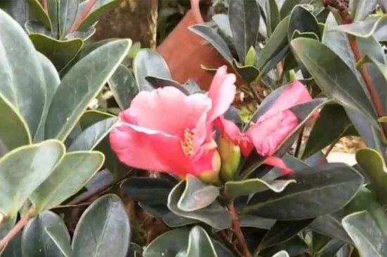 家里为什么不能养茶花