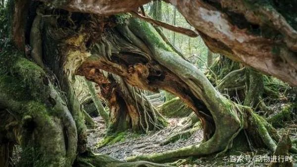 巨蟒的天敌是什么，为什么？