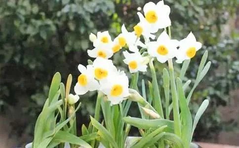 描写水仙花的诗歌