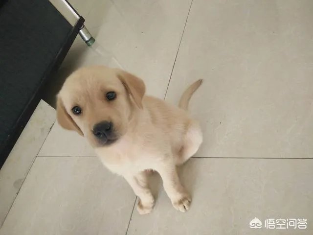 现存的狗狗有450多种，常见的有哪些呢？