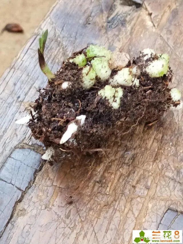 怎样才能找到兰花龙蛋？