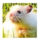 仓鼠品种简介和图片