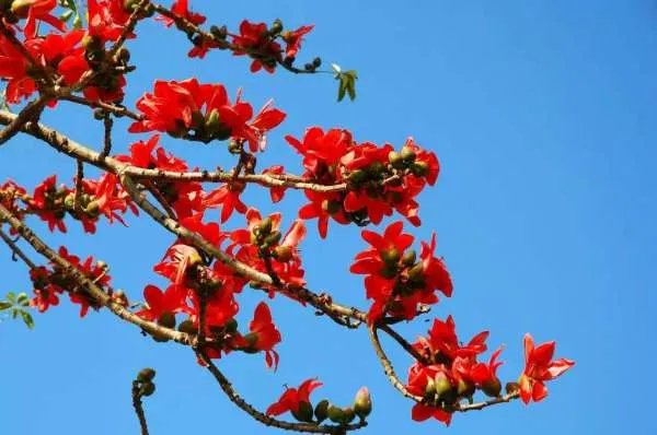 广州市的市花是什么？