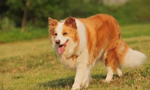 女子花2千为去世爱犬办告别仪式，感情能否用金钱衡量？