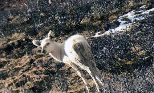 我国首现白色马鹿意味着什么   “祥瑞”问世能造福百姓？
