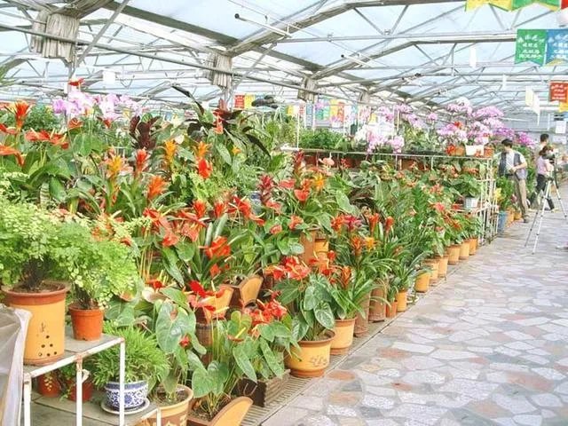 花卉批发一般去哪里呢？