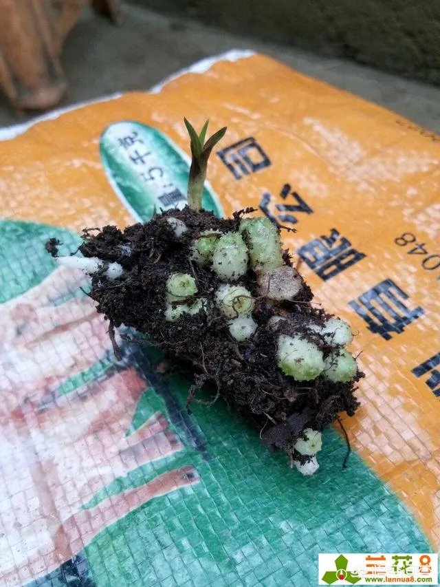 怎样才能找到兰花龙蛋？