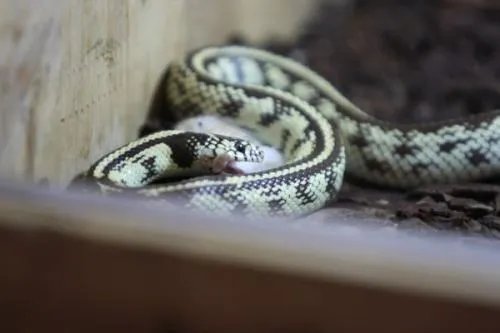 为什么很多科学研究的实验生物都是小白鼠？