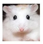 仓鼠品种简介和图片