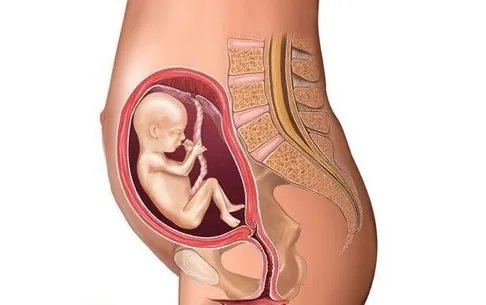 怀孕1一9月肚子变化图过程