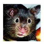 仓鼠品种简介和图片