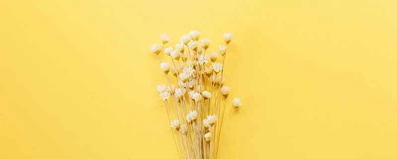 满天星花语 满天星的花语是什么意思