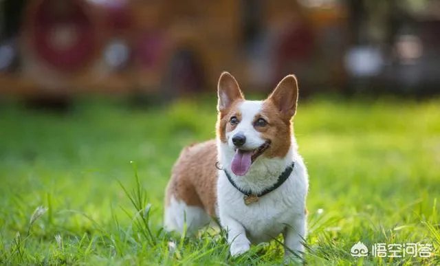 现存的狗狗有450多种，常见的有哪些呢？