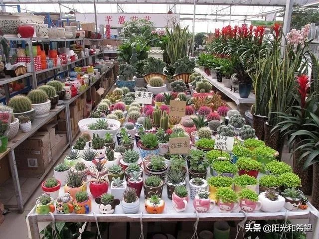 花卉批发一般去哪里呢？