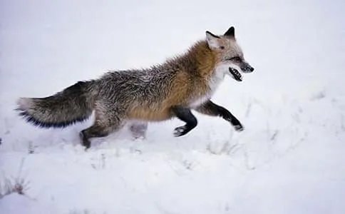 童趣：不是狐狸不是狗，前面架铡刀，后面拖扫帚(打一动物)