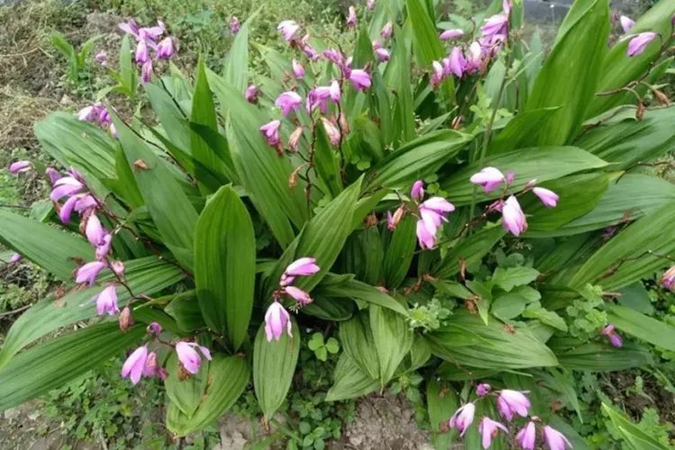 小白鸡草药的图片