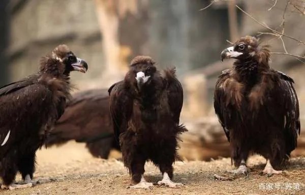 秃鹫肉可以吃吗?