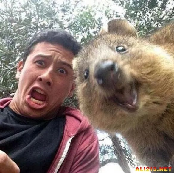 最佳抢镜大师！澳大利亚最新流行和短尾矮袋鼠自拍