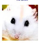 仓鼠品种简介和图片