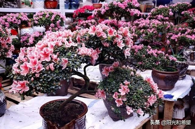 花卉批发一般去哪里呢？