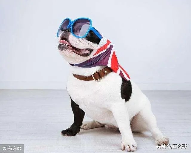 有女人说狗是她的伴侣，狗比人忠诚，比养熊孩子好，你怎么看？