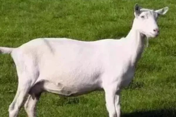 世界上四大最贵的羊