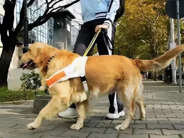 安阳“狗咬人”事件，王新刚一直不道歉底气何来？