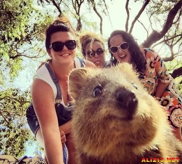 最佳抢镜大师！澳大利亚最新流行和短尾矮袋鼠自拍