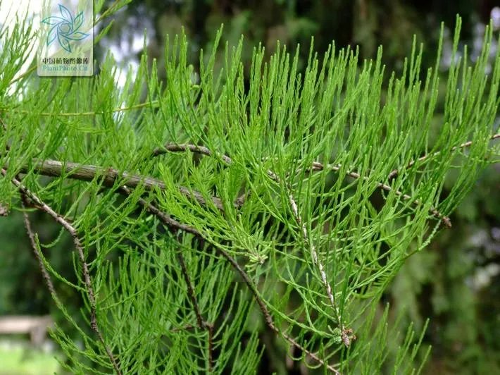 这是什么树，有什么特点