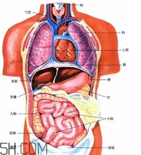 胃在左边还是右边?胃在哪个位置图