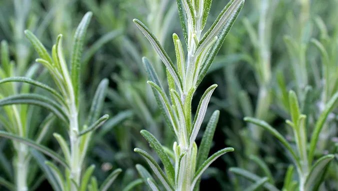 迷迭香的功效与作用