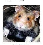 仓鼠品种简介和图片