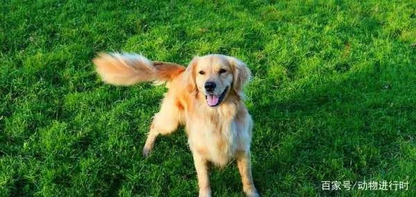 狗狗摇尾巴代表什么意思？