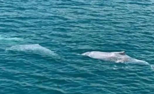 新加坡现粉色海豚,这是一种什么类别的海豚?