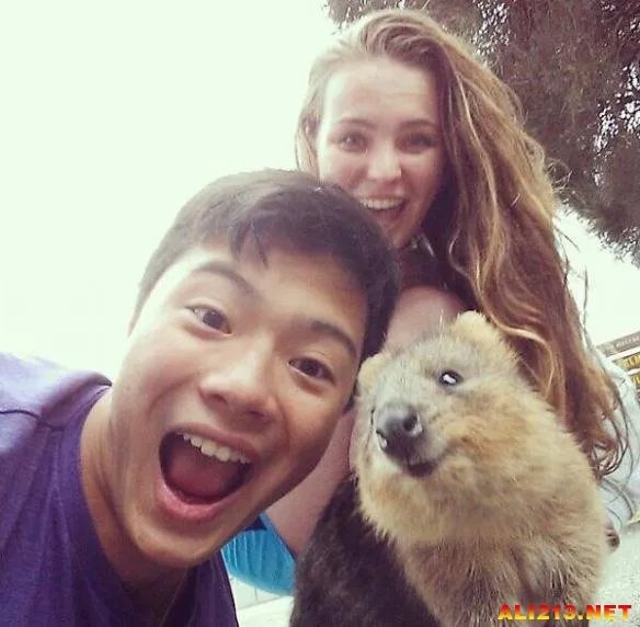 最佳抢镜大师！澳大利亚最新流行和短尾矮袋鼠自拍