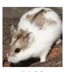 仓鼠品种简介和图片