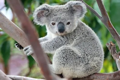 考拉在澳洲大火后会濒临灭绝吗？