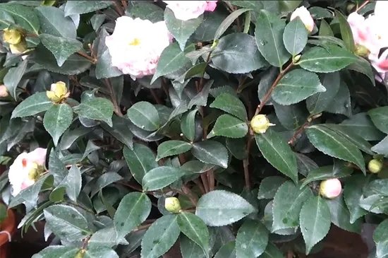 家里为什么不能养茶花