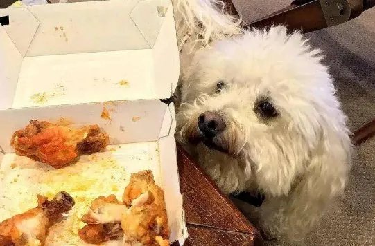 宠物博主让狗当大胃王，该名主播做了什么伤害狗狗的行为？