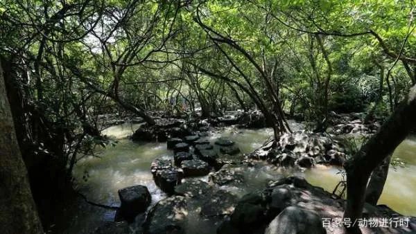 巨蟒的天敌是什么，为什么？