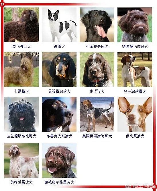 现存的狗狗有450多种，常见的有哪些呢？