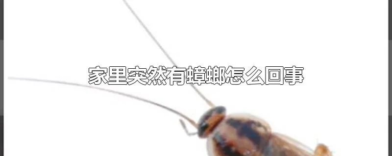 家里突然有蟑螂怎么回事