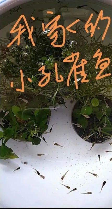 孔雀鱼怎么分辨公母